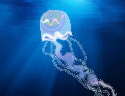 images/jellyfish.jpg